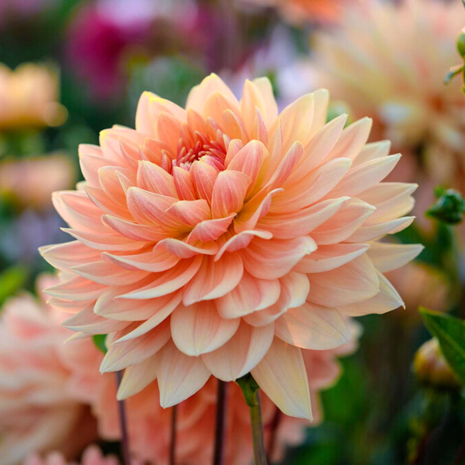 Dahlie ‘Rancho’ - Dahlia